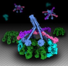IgM-C1-C4b_4 s.jpg